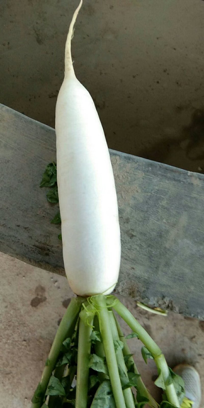 白萝卜，