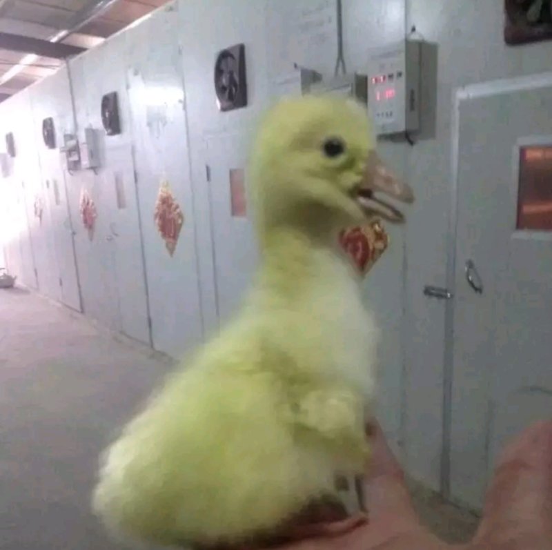种苗