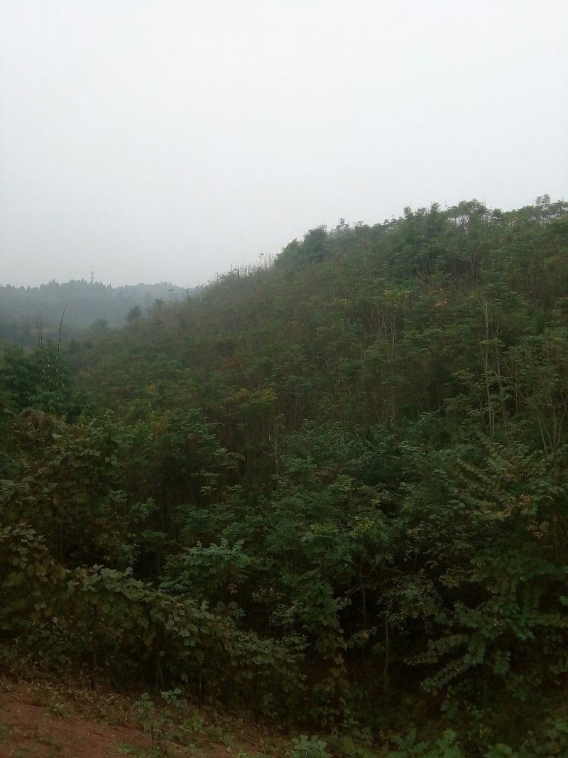 蓝花楹。栾树，香叶树