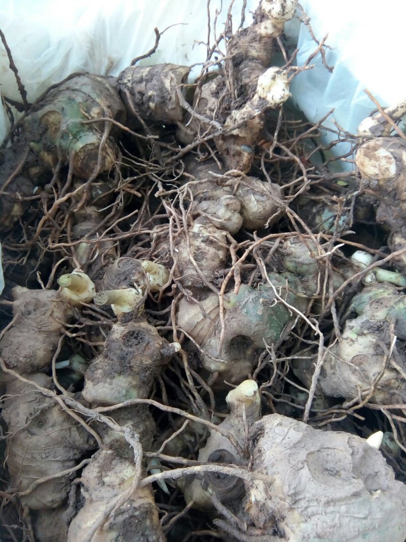 蓝花楹。栾树，香叶树