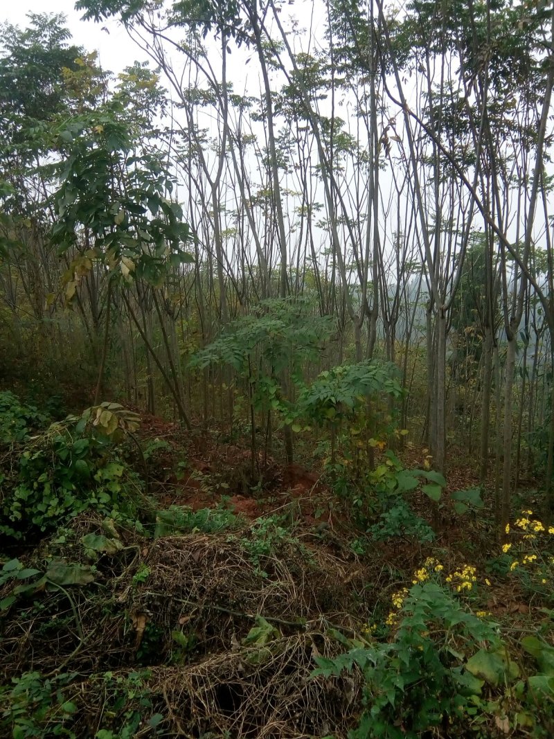蓝花楹。栾树，香叶树