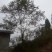 蓝花楹。栾树，香叶树
