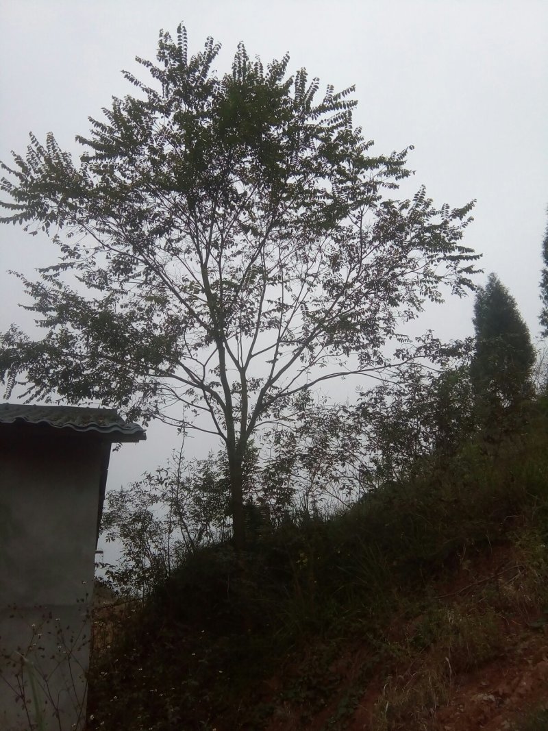 蓝花楹。栾树，香叶树