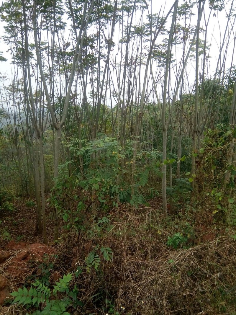 蓝花楹。栾树，香叶树