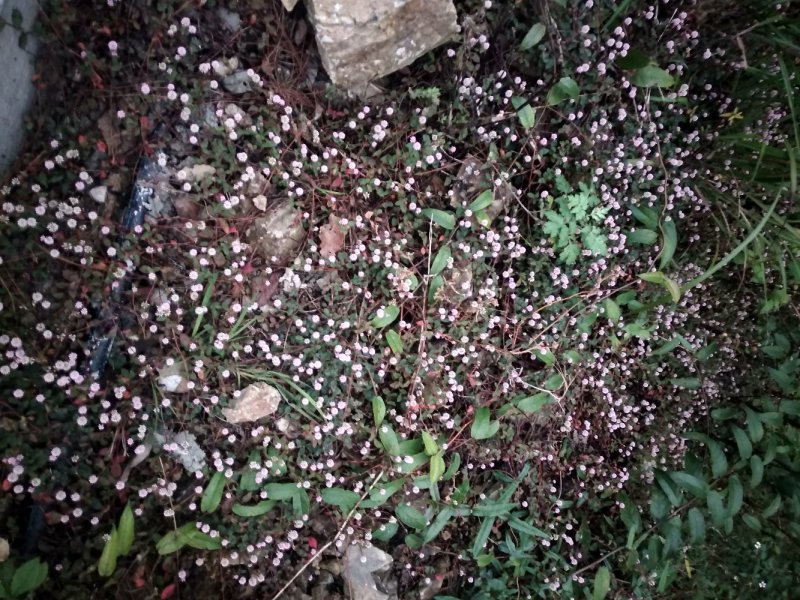 头花蓼，干统