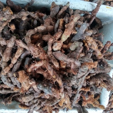 金毛骨碎补
