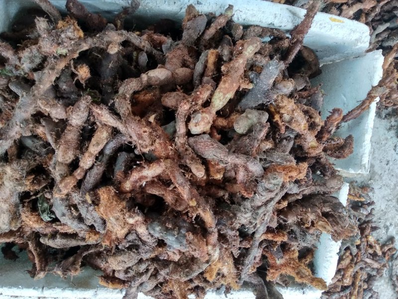 金毛骨碎补