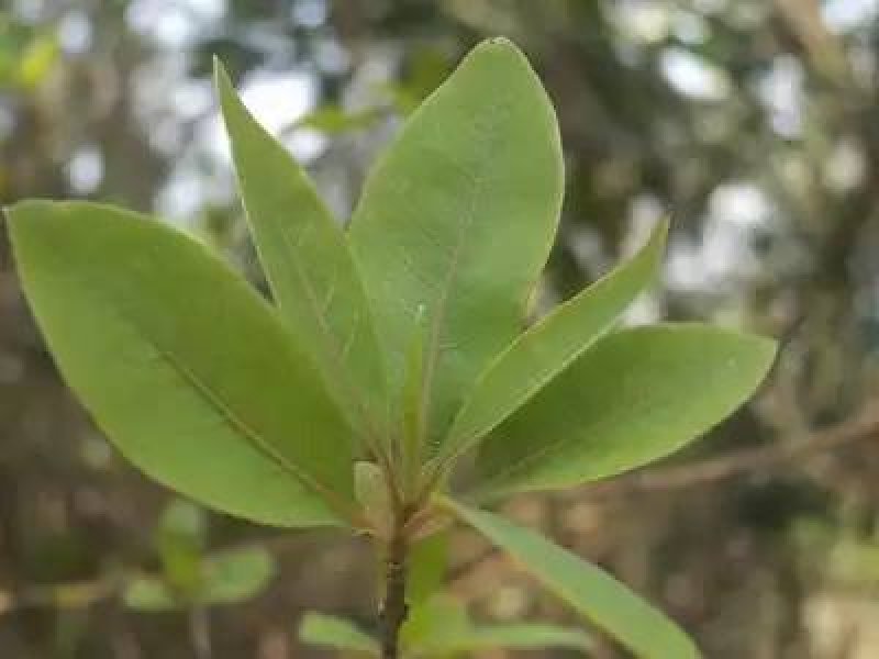 大量供应山仓子，木姜子根