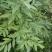 大量供应山仓子，木姜子根