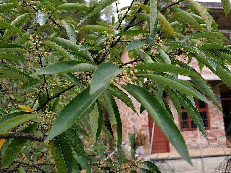 大量供应山仓子，木姜子根