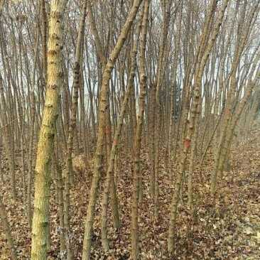 基地三公分五角枫大量有货，欢迎大家实地考察，询问五角价格