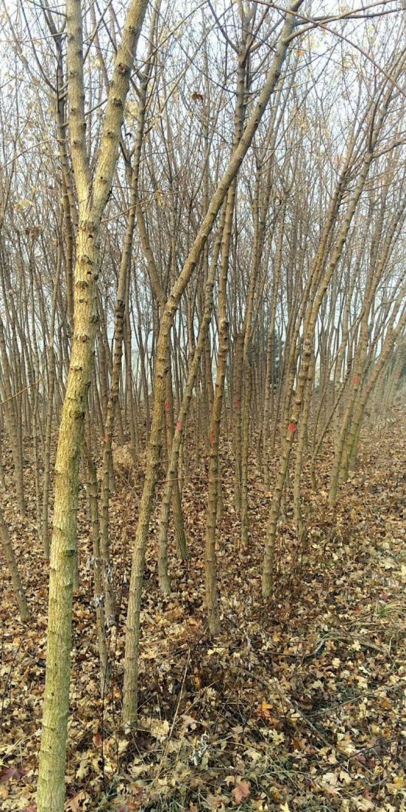 基地三公分五角枫大量有货，欢迎大家实地考察，询问五角价格