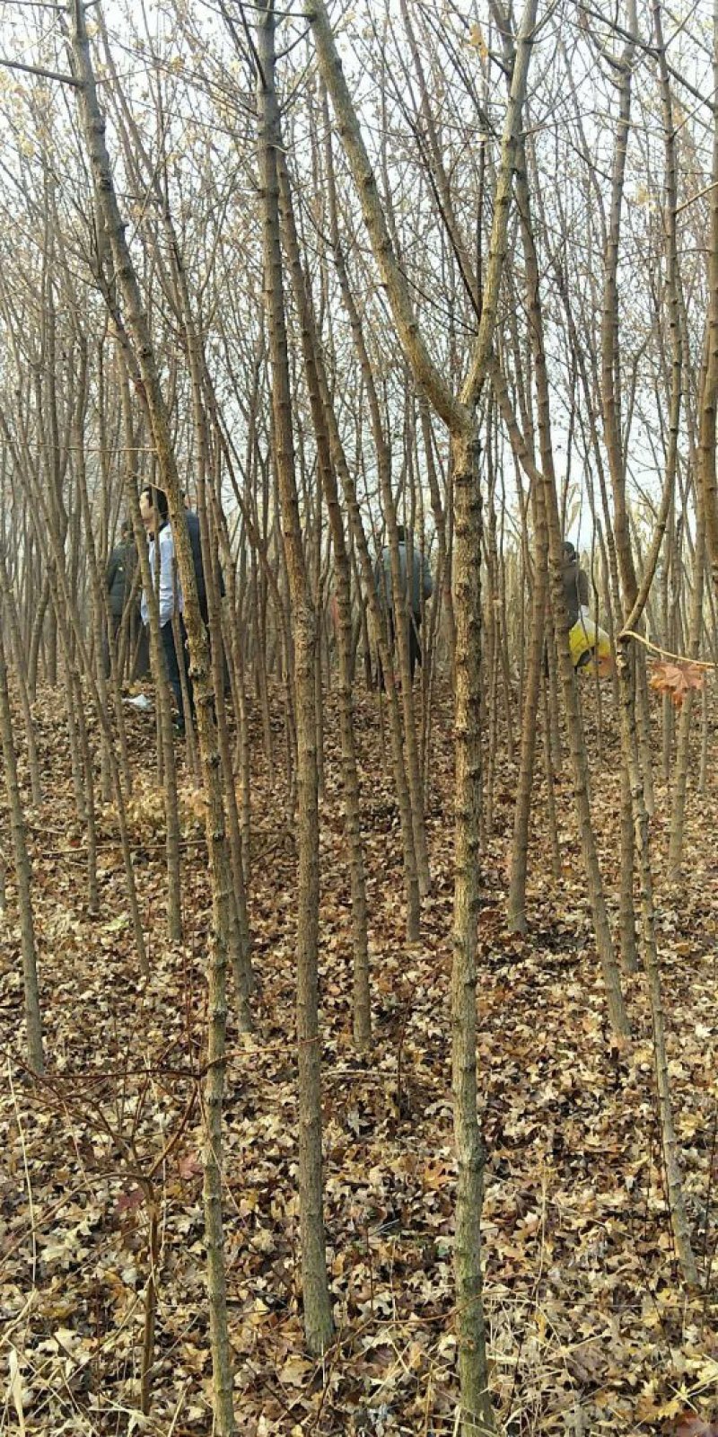 基地三公分五角枫大量有货，欢迎大家实地考察，询问五角价格