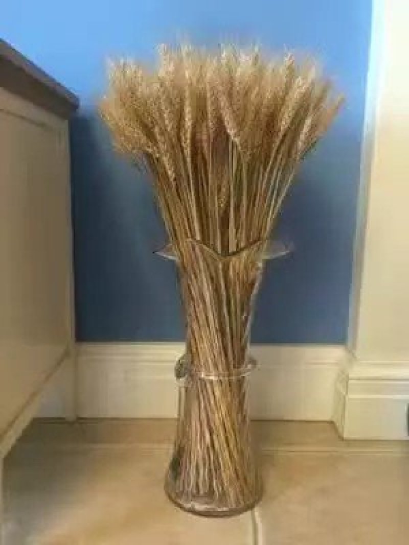 干花芦苇