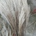 干花芦苇