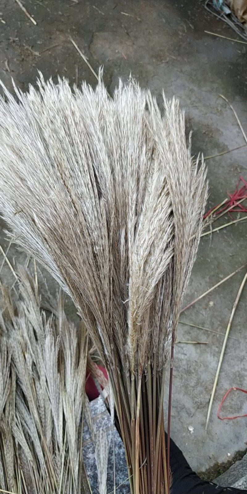 干花芦苇