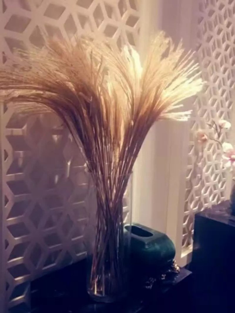 干花芦苇