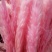 干花芦苇