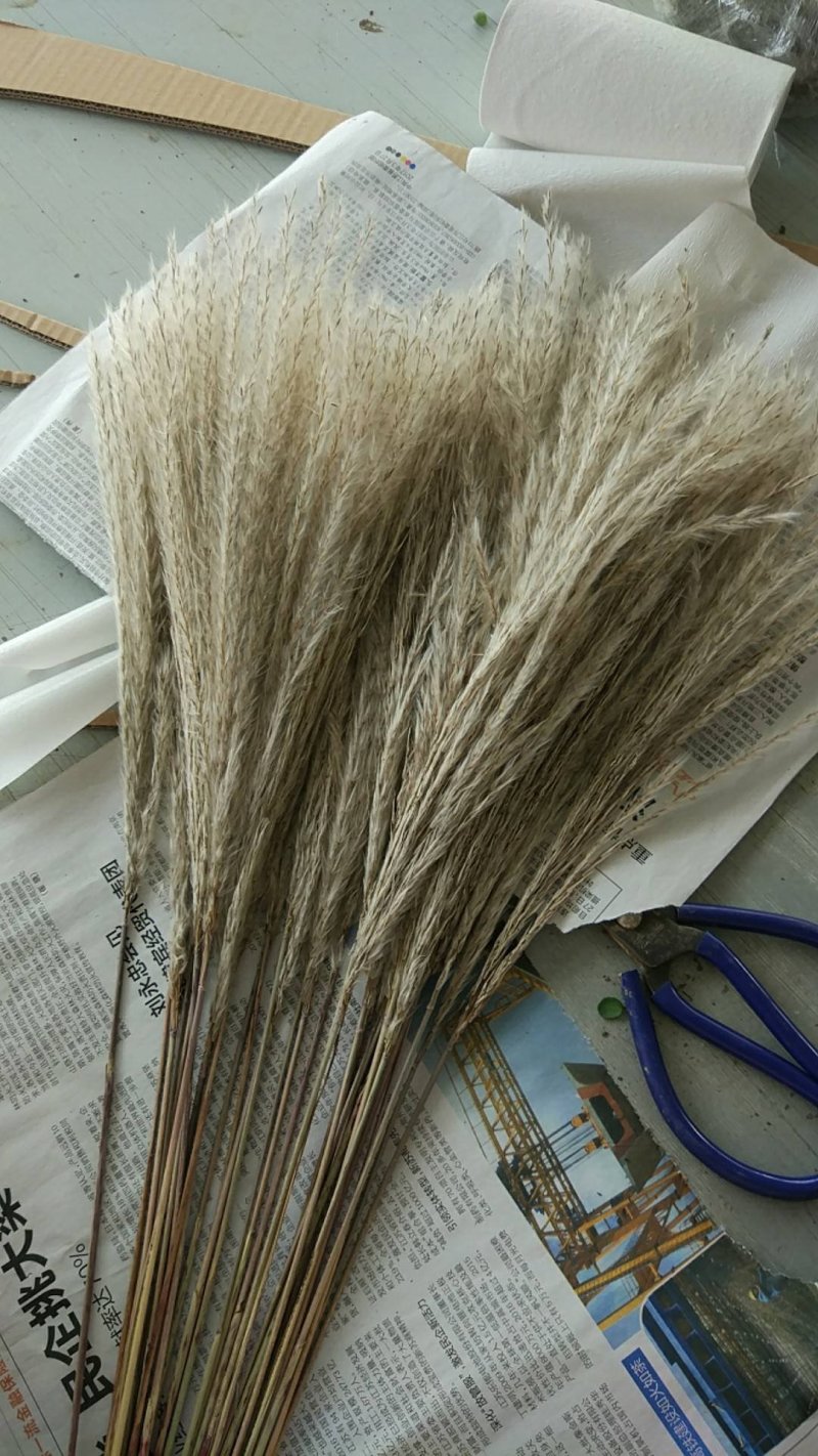 干花芦苇