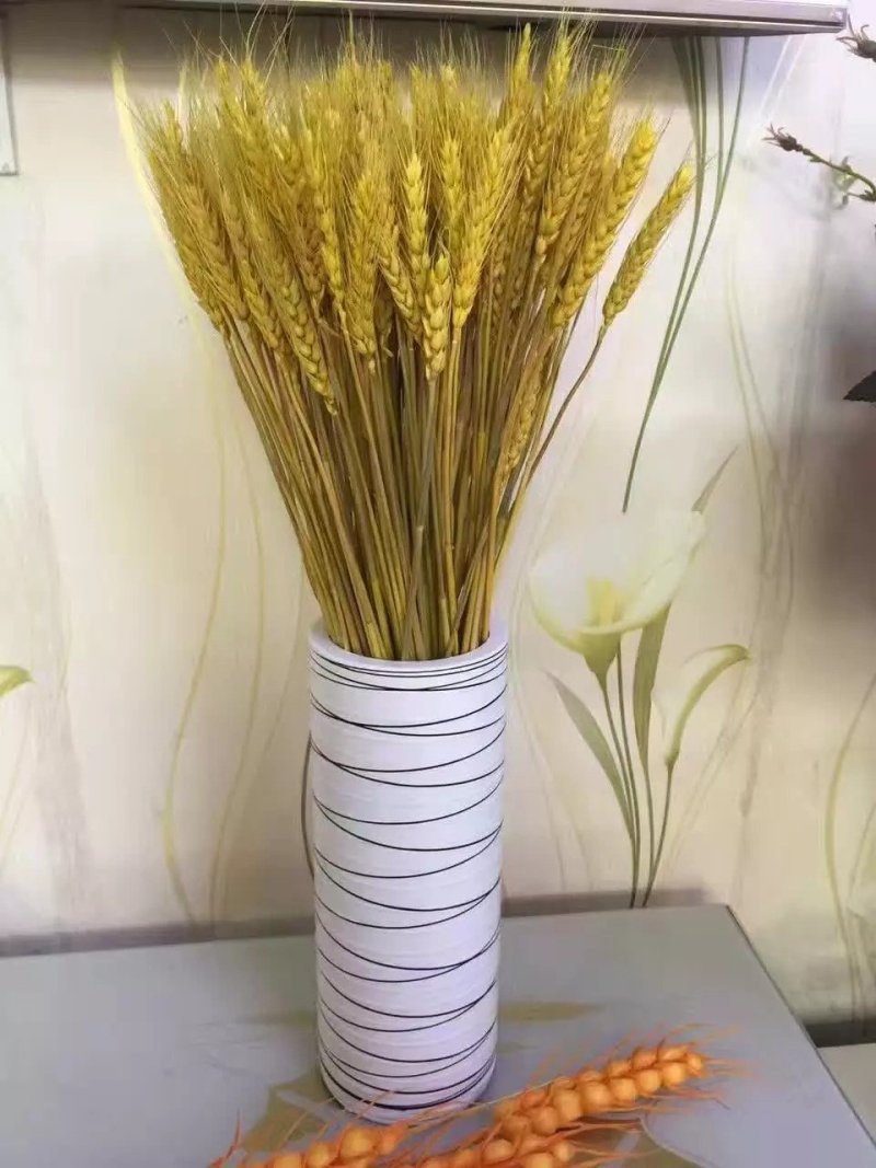 干花芦苇