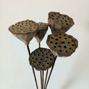 干花莲蓬头