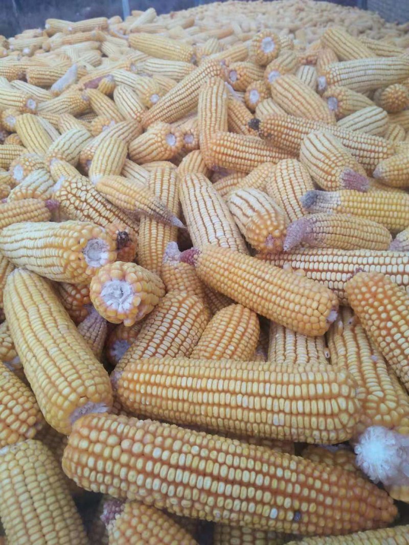 大量提供玉米大量提供玉米