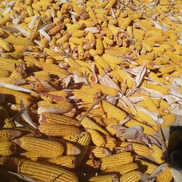 大量提供玉米大量提供玉米