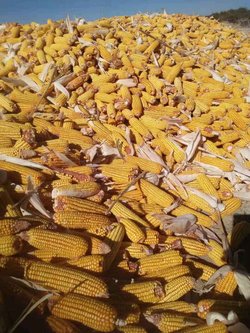 大量提供玉米大量提供玉米