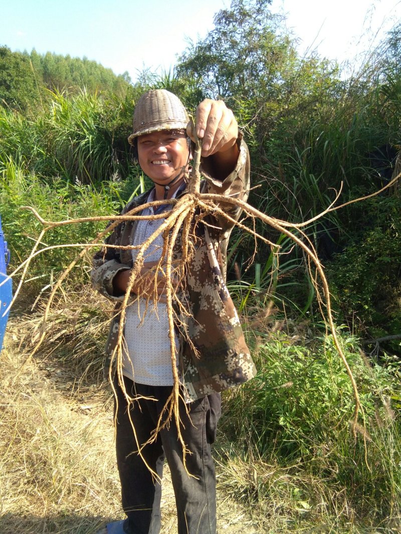 石参根，产地直销，量大重优，今年新货，新鲜无硫