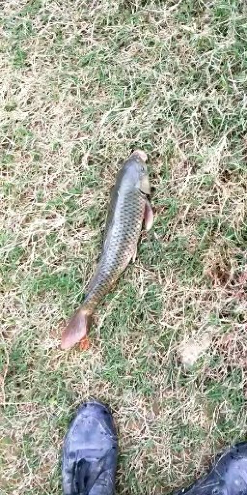鲤鱼