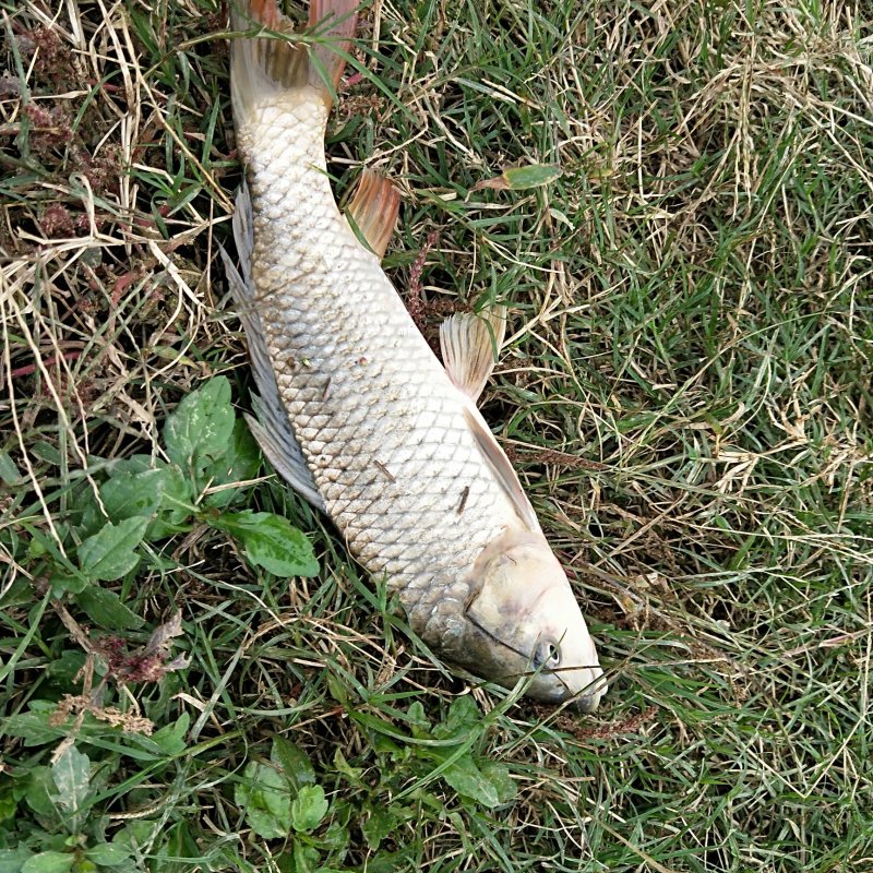 鲤鱼