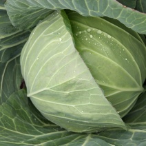 白甘蓝扁包菜货源充足