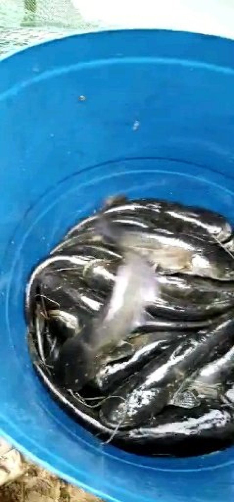 鲤鱼