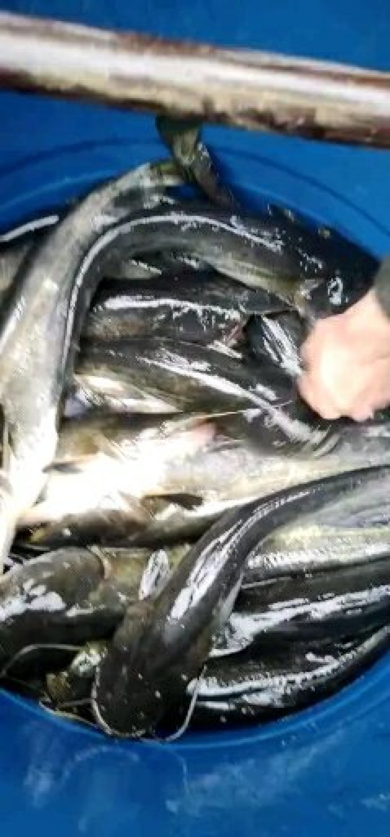 鲤鱼