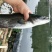 鲤鱼