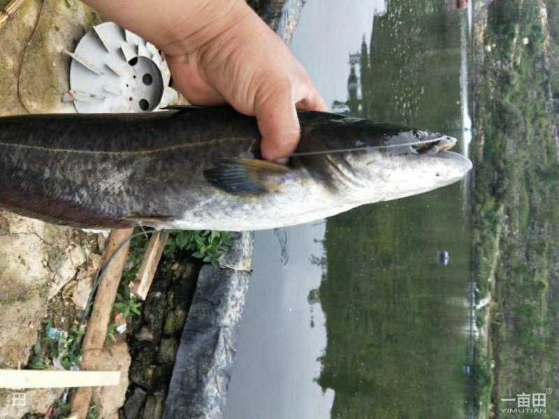 鲤鱼