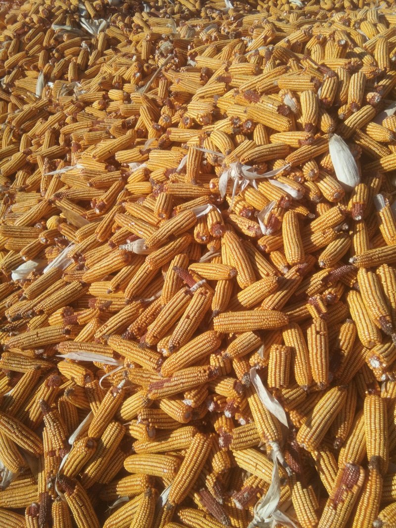 玉米湿粮地爬粮，量大质优