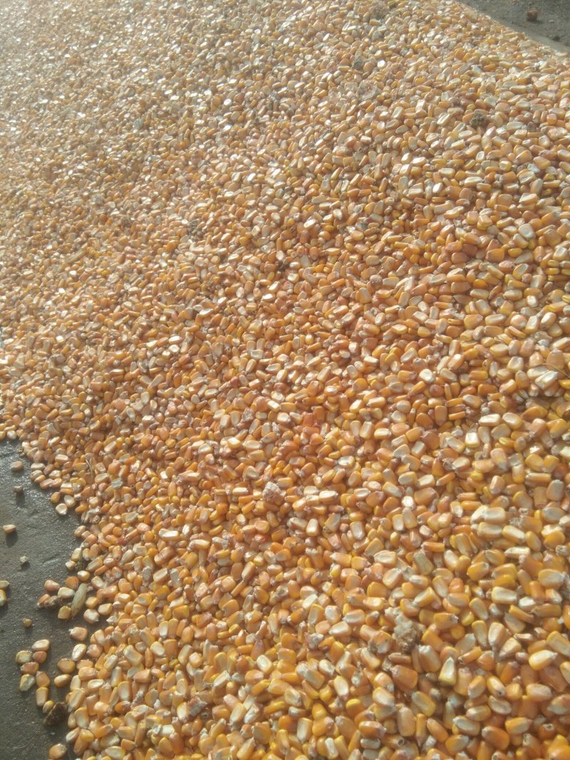 玉米湿粮地爬粮，量大质优