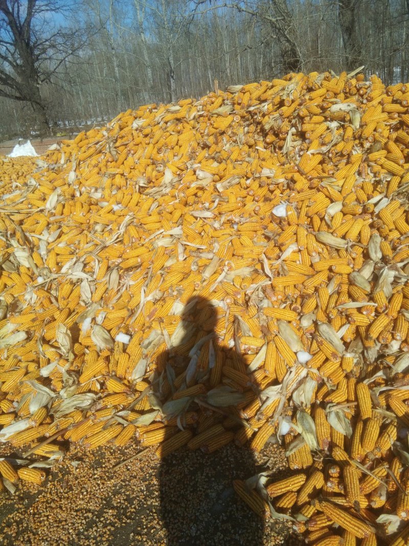 玉米湿粮地爬粮，量大质优