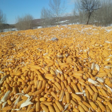 玉米湿粮地爬粮，量大质优