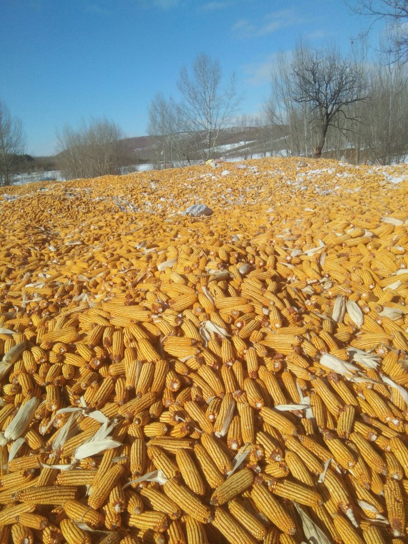 玉米湿粮地爬粮，量大质优