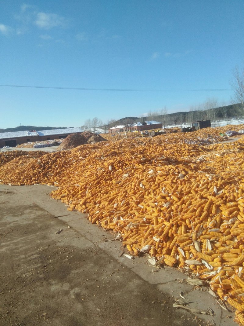 玉米湿粮地爬粮，量大质优