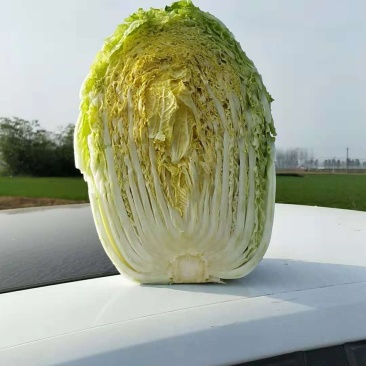 金清黄心一号正宗黄心菜大量供应