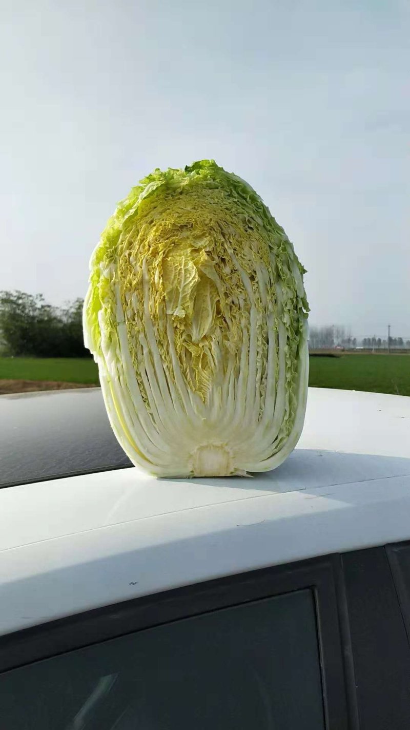 金清黄心一号正宗黄心菜大量供应