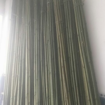 提供各类竹子