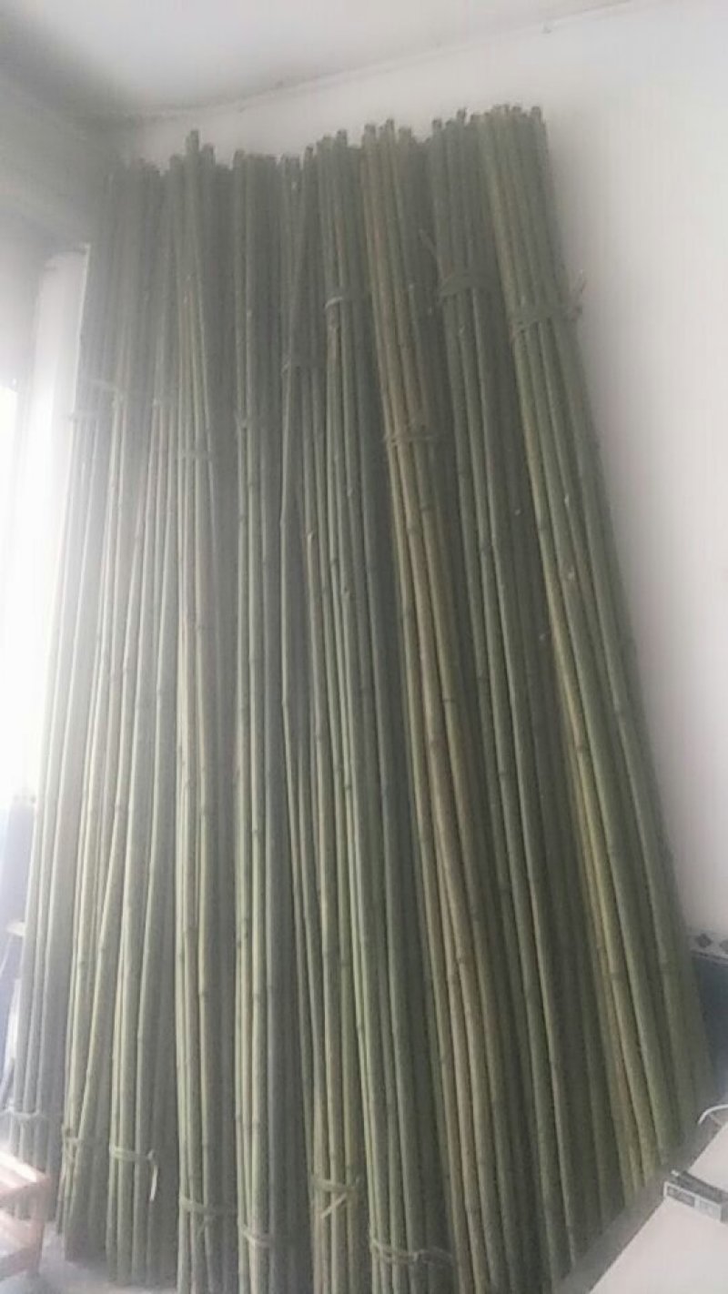 提供各类竹子