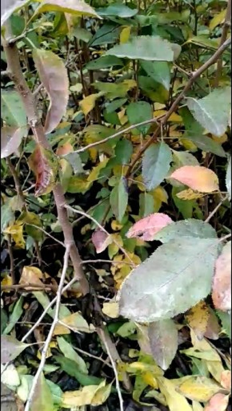 杜梨苗