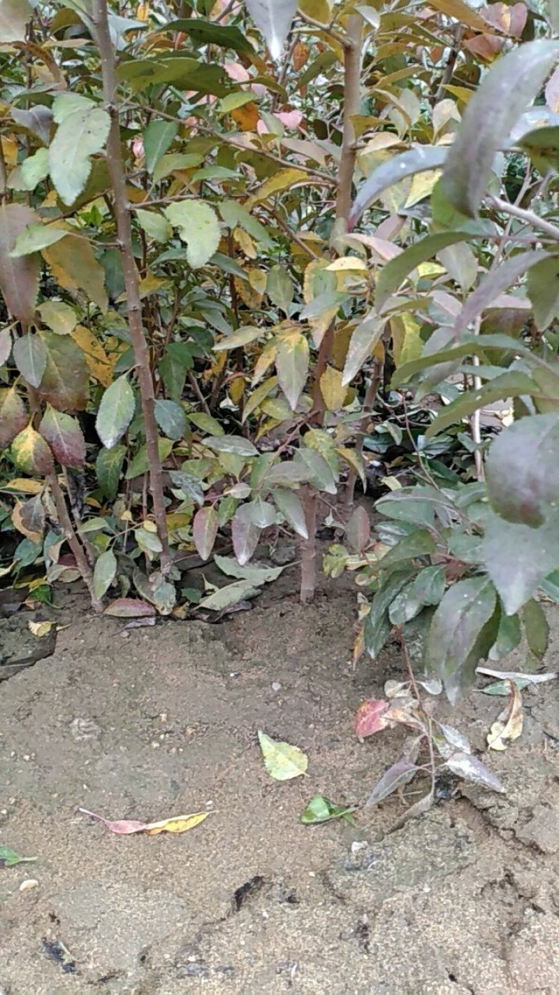 杜梨苗