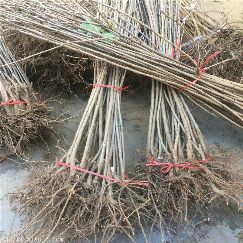 樱桃树苗，大红樱桃苗，乌皮樱桃苗，大樱桃苗，樱桃苗，