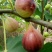 无花果苗波姬红无花果各种果树苗，红皮无花果，